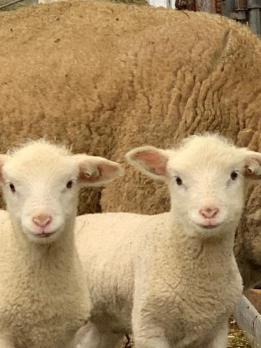 赤平めん羊牧場　産まれたばかりの仔羊