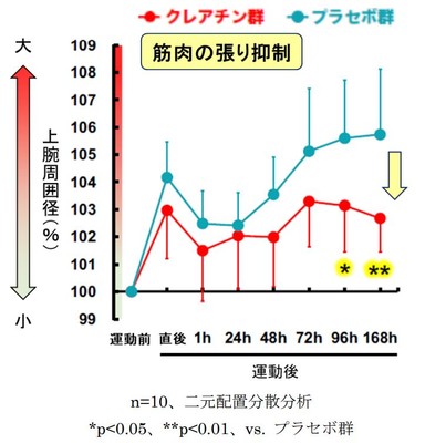 図2　運動後の筋肉の張りに対する クレアチンの効果
