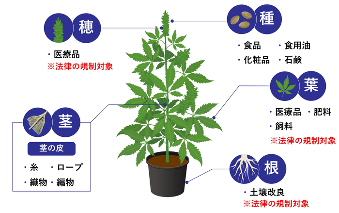 大麻繊維は茎から採取