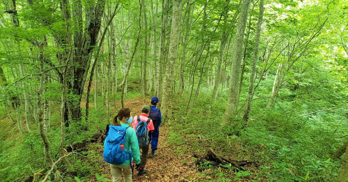 「国界の大ブナ」を目指す、只見町「癒しの森」ガイドトレッキング体験！