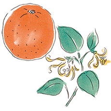 タンカン＆イランイラン　イメージ