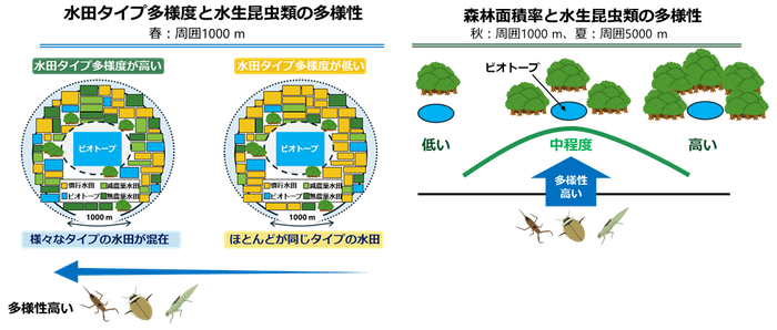 図1　周囲の水田の&ldquo;多様さ&rdquo;と中程度の森林が、ビオトープの水生昆虫類の多様性を高める