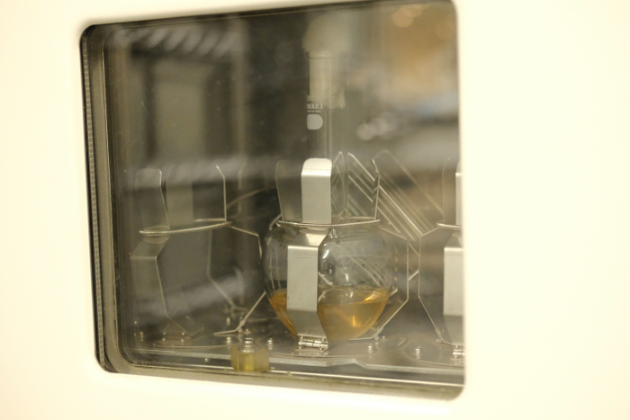 培養中のモモ果汁発酵液