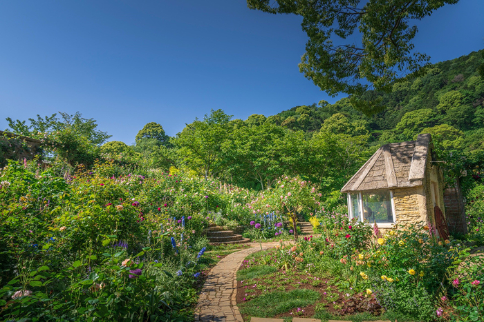 イングリッシュローズガーデン（ACAO FOREST）