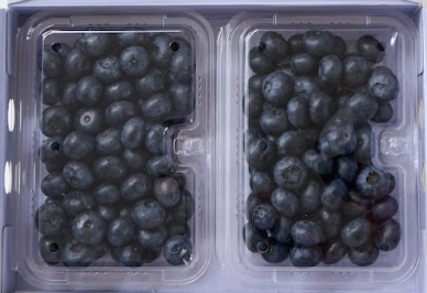 収穫から36時間以内