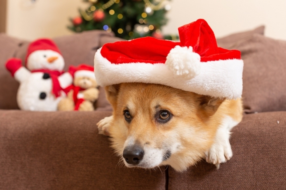 クリスマス ※イメージ