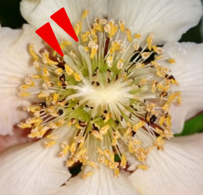 図２　B：片側の柱頭を残した雌花。矢印は残した柱頭を示す。