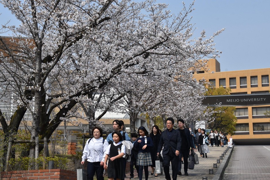 満開の桜の木の下を通って「赤﨑・天野・吉野ノーベル賞記念展示室」へ