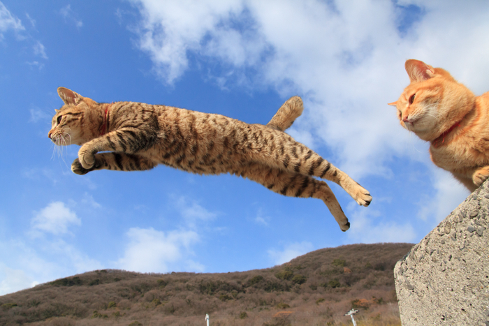 猫写真14