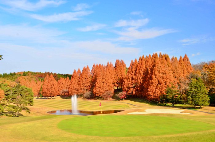 秋のメタセコイヤ(葛城9番ホール)