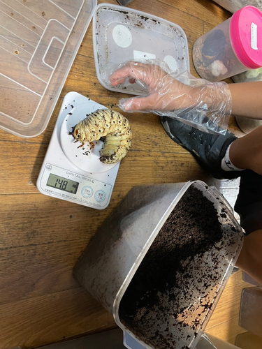 ヘラクレスオオカブトの幼虫を計量しています