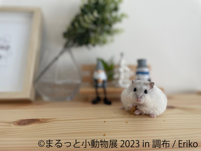 展示作品(2)