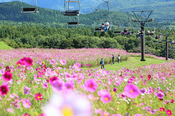 見頃の頃のコスモスとパノラマリフト