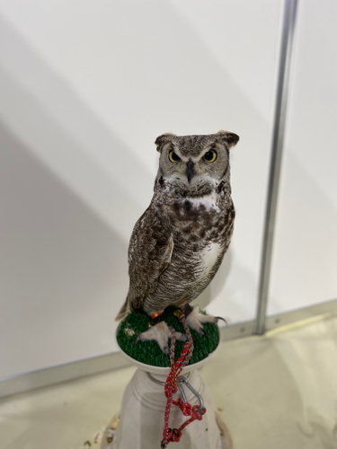 フクロウカフェ