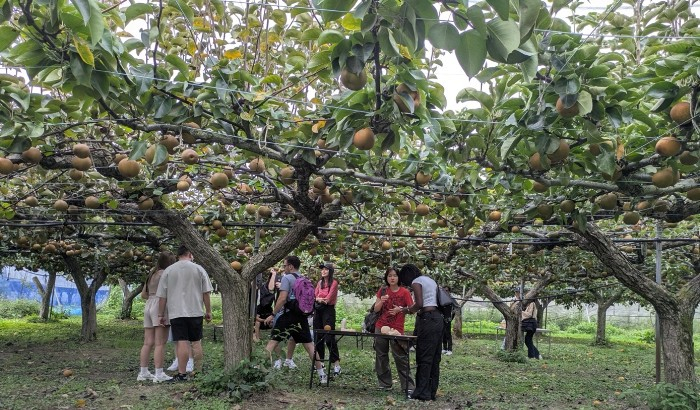 令和7年度（2025年度）に実施した梨狩りの様子