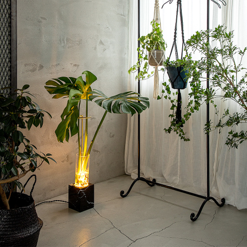 光で植物を演出