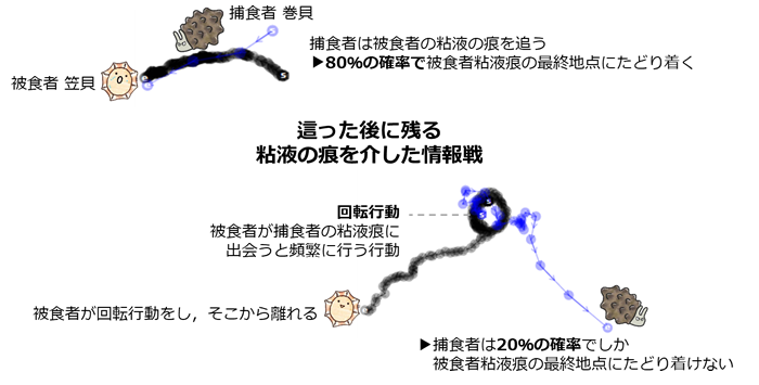図1. 捕食者巻貝と被食者笠貝による粘液跡を用いた情報戦の概要