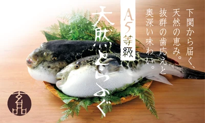 2kg以上の天然とらふぐを、もっと身近に　 とらふぐ料理「玄品」、下関直送 「A5等級 天然とらふぐコース」を全店へ拡大
