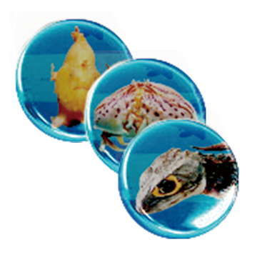 オリジナル缶バッジ