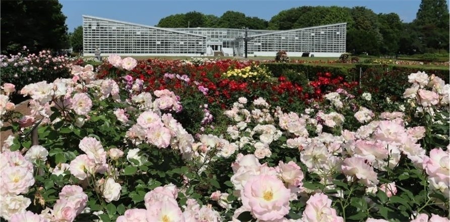 春のばら園(令和7年撮影)