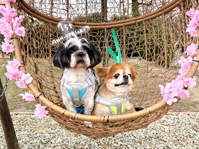 ワンちゃんと楽しむ春の写真撮影会