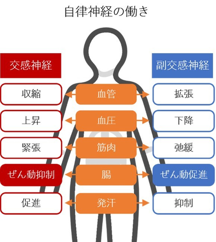 自律神経の乱れが全身の不調につながるわけ