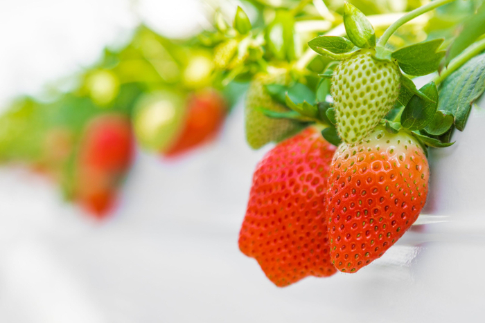 いちご