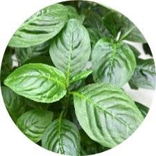 藍ルーロス&reg;※5