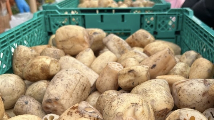 れんこん詰め放題