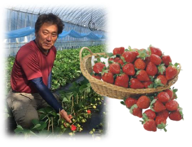 福岡県産　あまおういちご