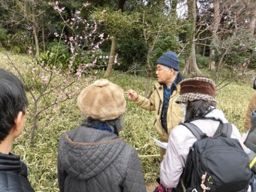 過去の「梅めぐり」の様子