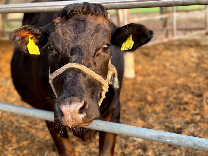 肉牛