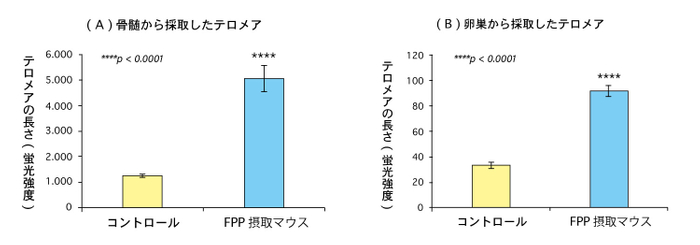 (図3)FPP(パパイヤ発酵食品)を摂取したマウスと摂取していないマウスのテロメアの長さの比較