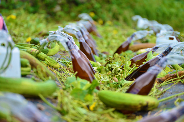 ヘチマ化粧水も自宅で楽しめる