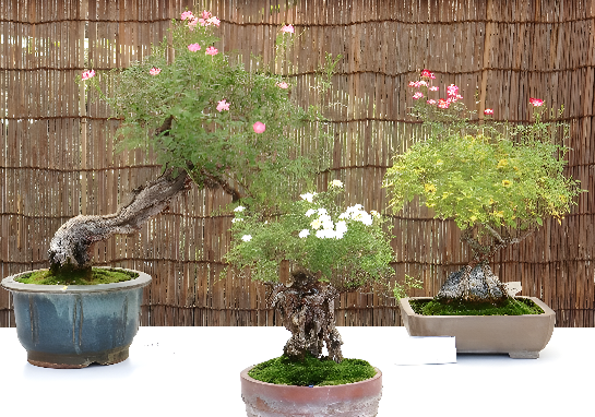 秋のミニバラ盆栽展（令和５年撮影）
