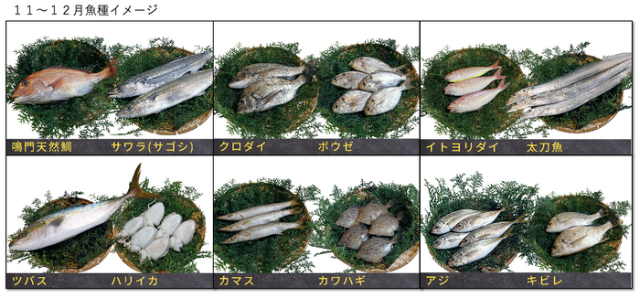 11~12月の魚種イメージ
