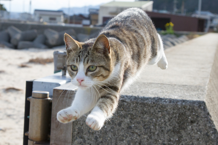 猫写真12
