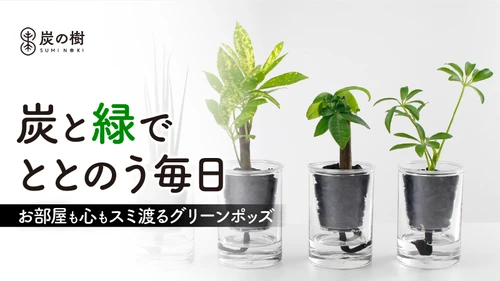 土の代わりに炭で育つ新感覚グリーン「炭の樹」 6月16日から先行発売！手間が少ない独自の給水構造