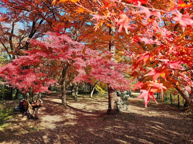紅葉に包まれる嵐山渓谷　