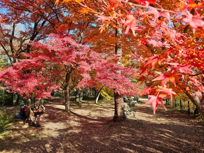 紅葉に包まれる嵐山渓谷
