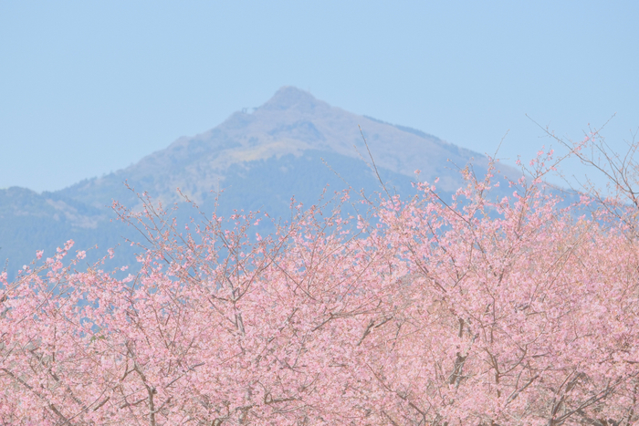 いばらきフラワーパーク提供