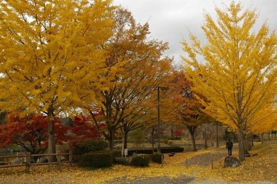 那珂川河畔公園のイチョウ