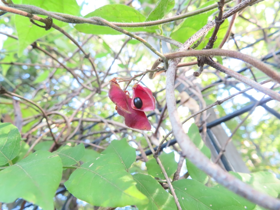 トキリマメ　　