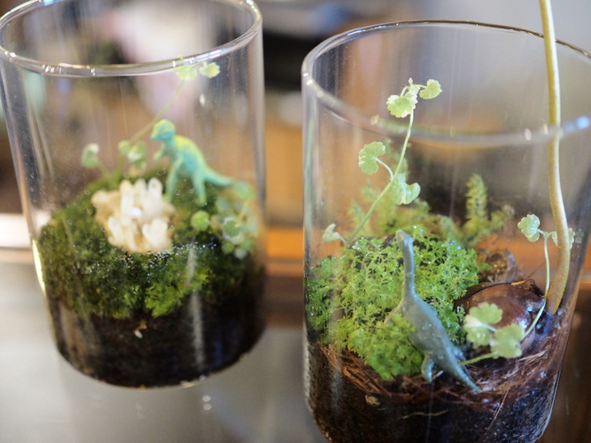 小さな森のような世界を作れる、「コケテラリウム」。完成見本です。