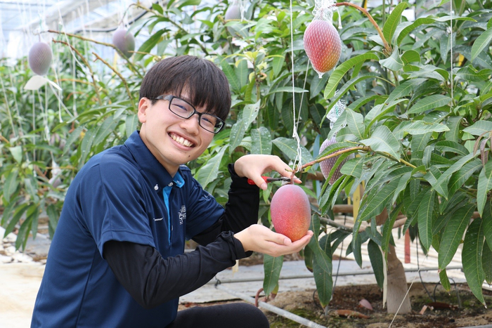 農学部学生による近大マンゴー「愛紅」収穫の様子