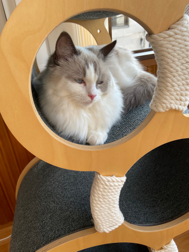 お泊り猫の様子(7)