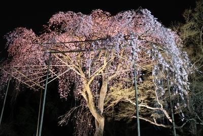 ライトアップされたしだれ桜