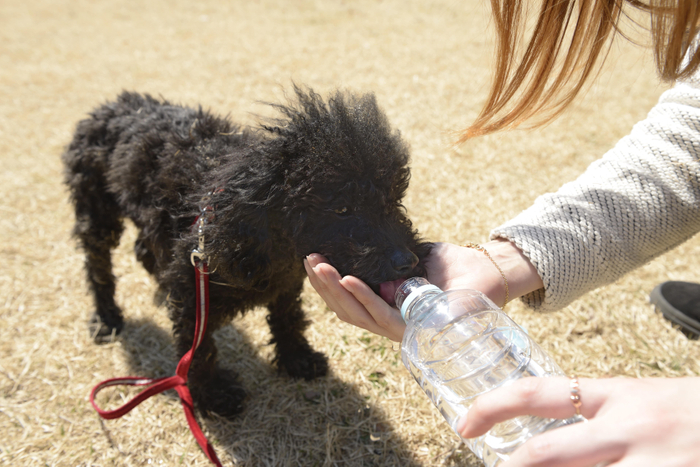 トイ・プードルのお散歩についていかがでしたか?今のお散歩時間が果たして愛犬にとって適切な量なのか、一度見直してみる事も大切です!