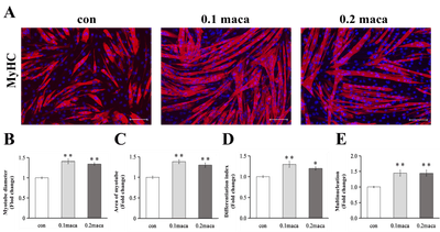 「Yi et al., IJMS 2022」の図１より引用