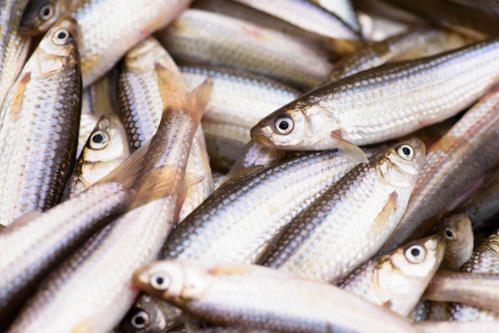 ホンモロコ(イメージ)